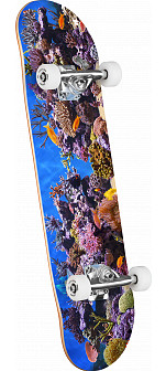 Mini Logo Skateboard Assembly Fish Tank - Birch - 7.75 x 31.08